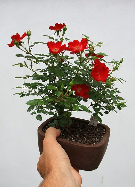 Rose 05.jpg