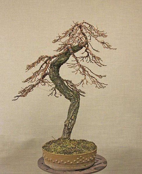 Quercuslarix_1.jpg