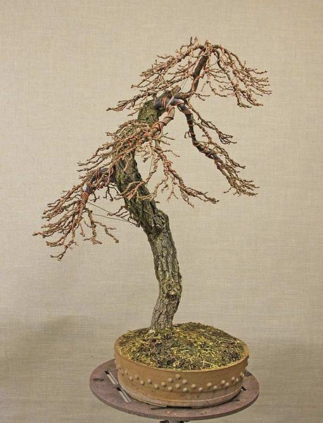 Quercuslarix_2.jpg