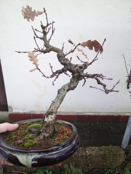 quercus.jpg