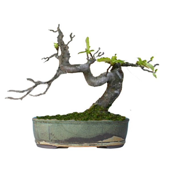 prunmum2.jpg