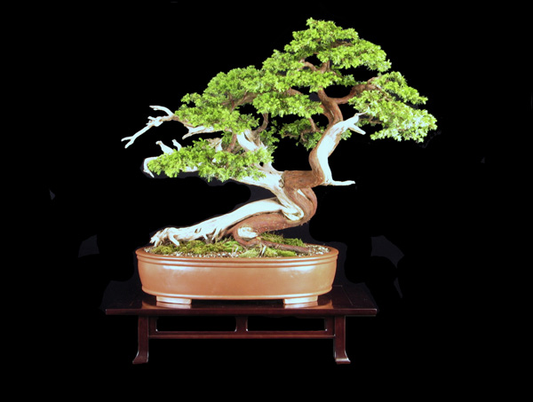 Juniperus communis Foto: Hans Kastner