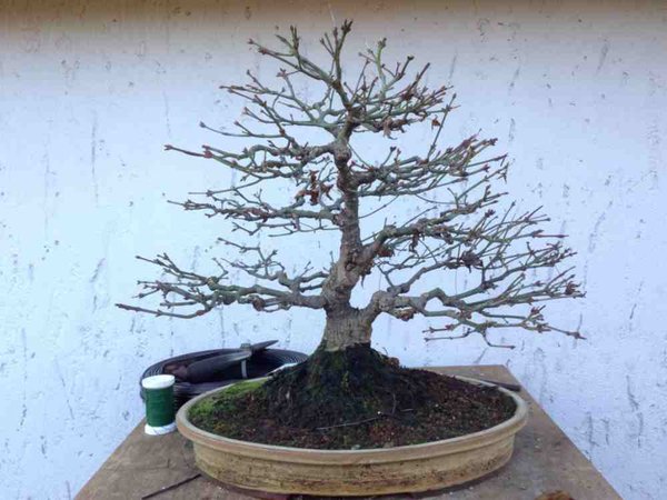 acer klein vorher.jpg