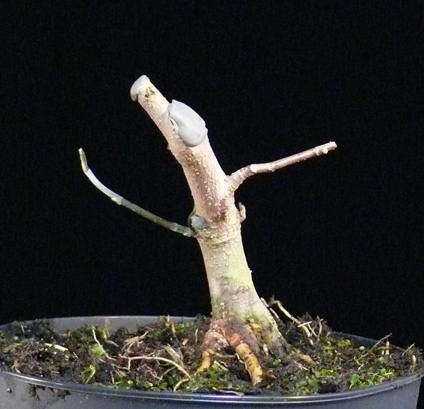 P1070392k.JPG