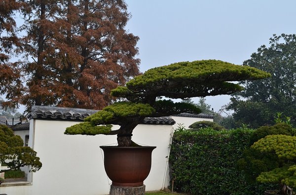 DSC_0155.1jpg.jpg