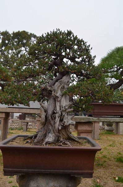 DSC_0295.1jpg.jpg