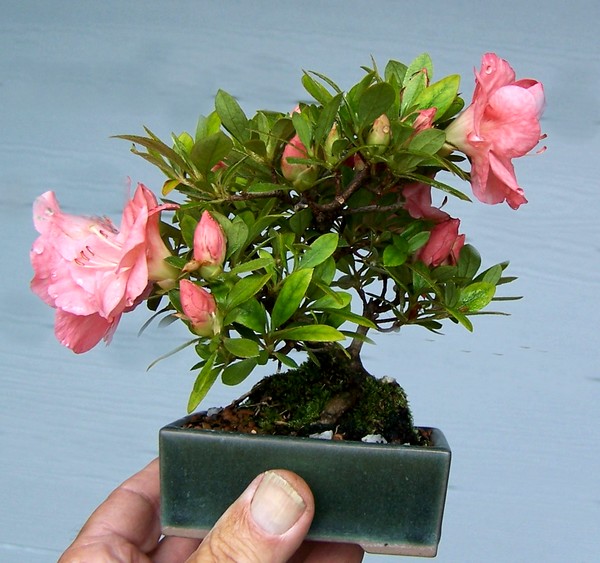 Jim Lewis IBC Frostschaden 1.jpg