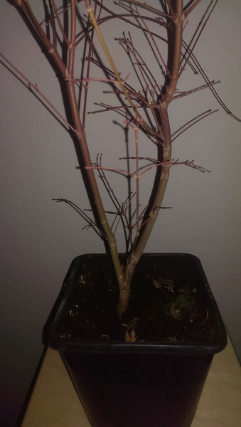 Acer_Detail.jpg