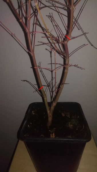 Detail_rot.jpg