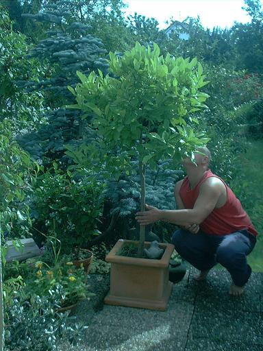 Indische Grapefruit aus Samen gezogen. 1983