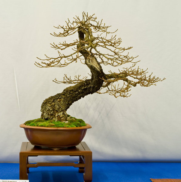 Quercus robur<br />Stieleiche<br />Massimo Montemaggiore (IT)<br />Schale: Tokoname