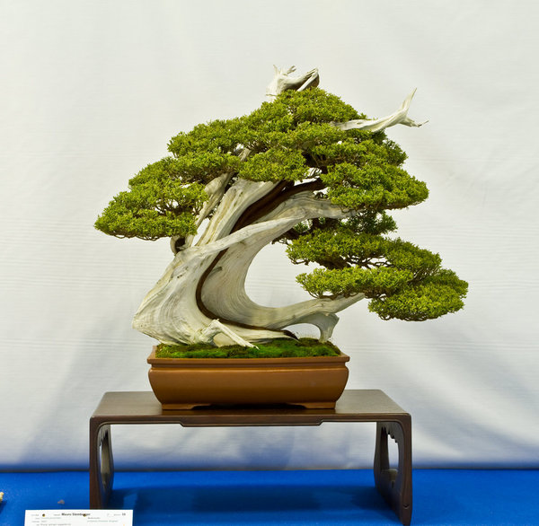 Juniperus chinensis 'itoigawa'<br />Chinesischer Wacholder<br />Mauro Stemberger (IT)<br />Schale: China