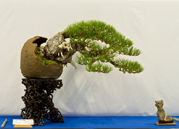Pinus nigra<br />Schwarzkiefer<br />Mauro Stemberger (IT)<br />Schale: Certre