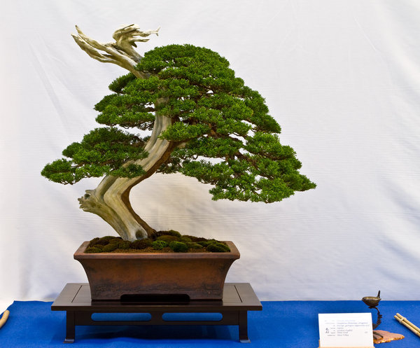 Juniperus chinensis 'itoigawa'<br />Chinesischer Wacholder<br />Peter Ford (UK)<br />Schale: Gordon Duffet