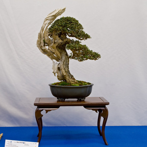Olea silvestris<br />Wilde Olive<br />Mauro Stemberger (IT)<br />Schale: John Pitt