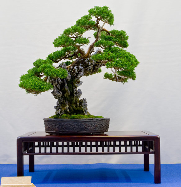 Juniperus chinensis<br />Chinesischer Wacholder<br />Marcus Watts (UK)<br />Schale: Philippe Torcatis
