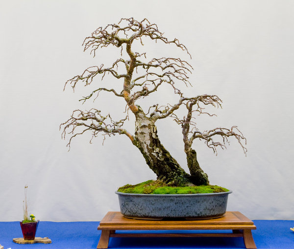 Betula pendula<br />Sand-Birke<br />Hermann Haas (DE)<br />Schale: Peter Krebs