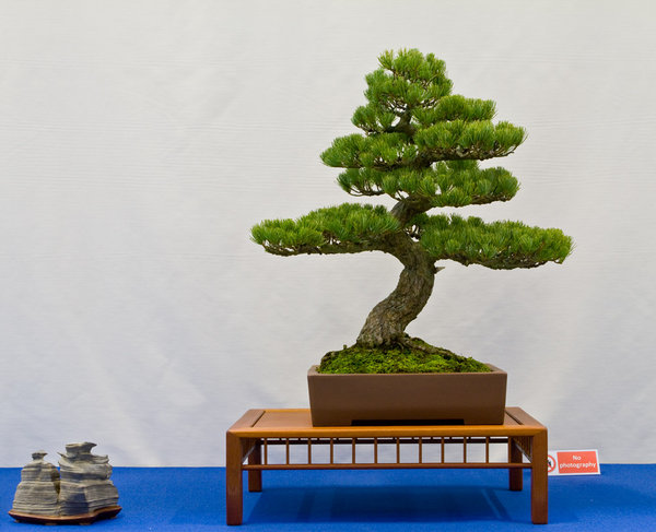 Pinus parviflora<br />Mädchenkiefer<br />Johan Feliers (BE)<br />Schale: Tokoname