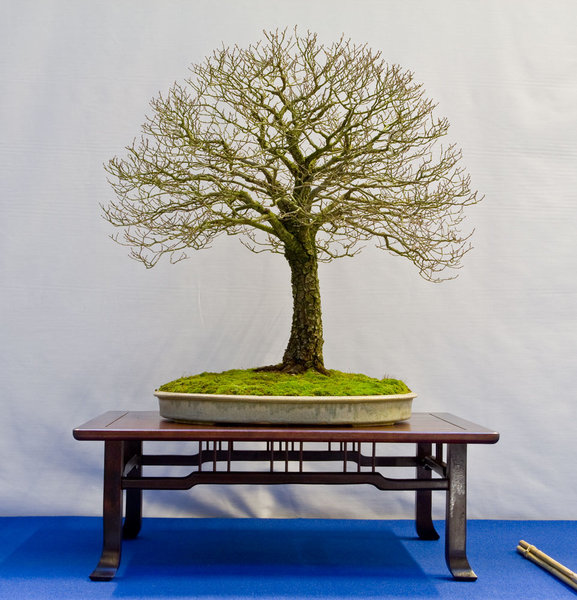 Ulmus minor<br />Feld-Ulme<br />Werner Busch (DE)<br />Schale: Bryan Albright<br />SONDERPREIS DER EUROPEAN BONSAI ASSOCIATION (EBA): CERTIFICATE OF MERIT