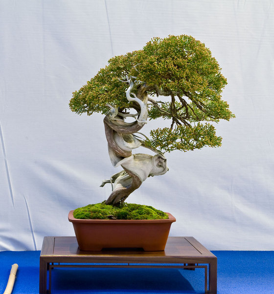 Juniperus thurifera<br />Spanischer Wacholder<br />Yannick Kiggen (BE)<br />Schale: China antik