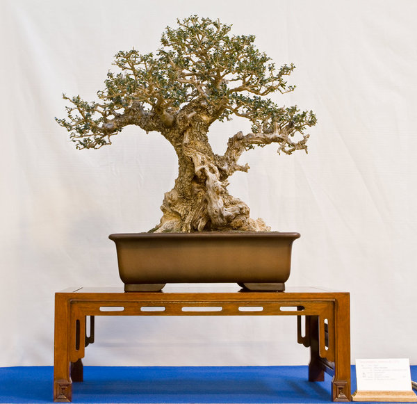 Olea oleaster<br />Wilde Olive<br />Hajdic &amp; Zokic (HR)<br />Schale: China