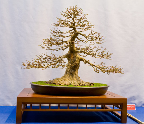 Acer buergerianum<br />Dreispitz-Ahorn<br />Luis Baliño (ES)