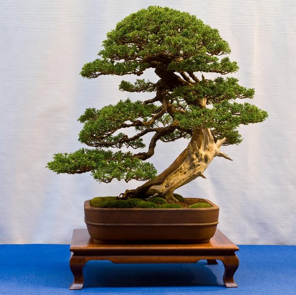 Juniperus chinensis<br />Chinesischer Wacholder<br />Mark Bentley (UK)<br />Schale: Walsall Studio