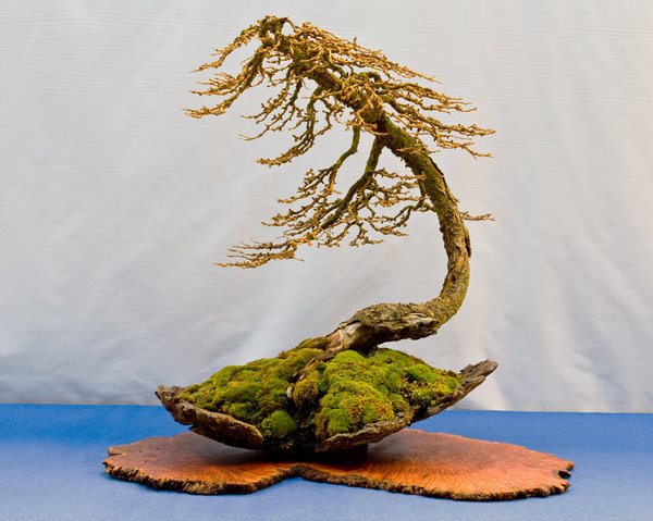 Larix decidua<br />Europäische Lärche<br />Gil Marriner (DE)<br />Schale: Samurai