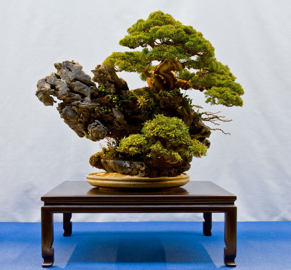 Juniperus chinensis 'itoigawa'<br />Chinesischer Wacholder<br />Dougie Smith<br />Schale: Ian Baillie