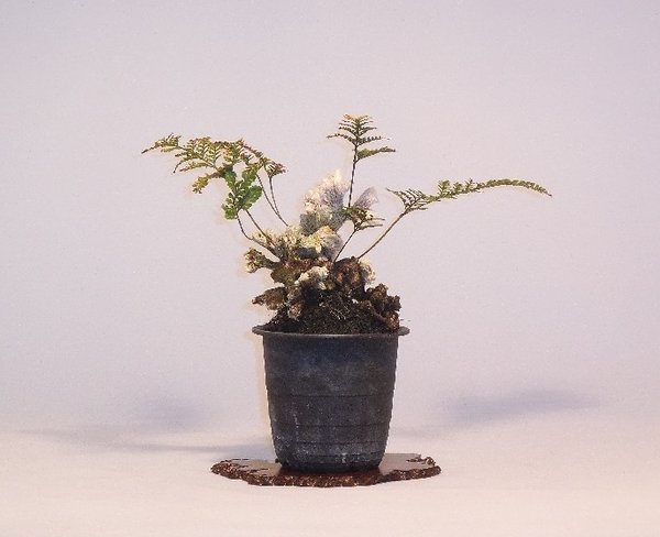 Davallia tyermanii „Sekka“