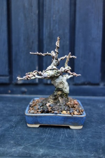 Ilex 9 cm