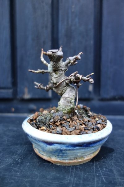 Apfel 7 cm