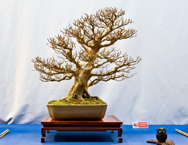 Fagus sylvatica<br />Rotbuche<br />Ralf Beckers (DE)<br />Schale: Japan