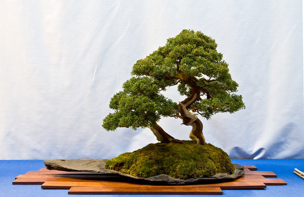 Juniperus chinensis<br />Chinesischer Wacholder<br />Mariusz Folda (PL)<br />Schale: Mariusz Folda