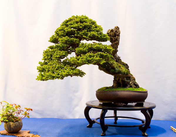 Picea glehnii<br />Sacchalin-Fichte<br />John Pitt<br />Schale: John Pitt