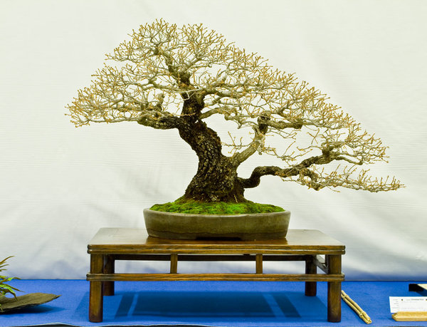 Quercus faginea<br />Portugiesische Eiche<br />Luis Vallejo (ES)<br />Schale: Walsall<br />NOMINIERUNG