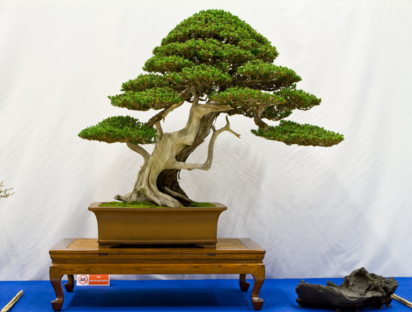 Juniperus procumbens<br />Kriechender Wacholder<br />Luis Vallejo (ES)<br />Schale: Tokoname<br />NOMINIERUNG
