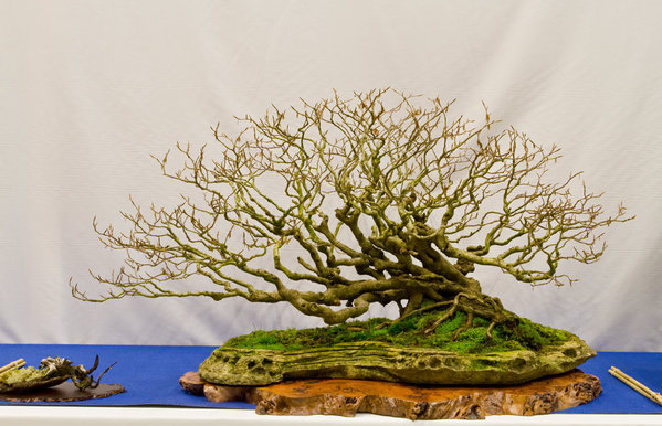 Fagus sylvatica<br />Rotbuche<br />Jorge Campos (ES)<br />Schale: Zementplatte<br />SONDERPREIS BONSAI-MUSEUM DÜSSELDORF