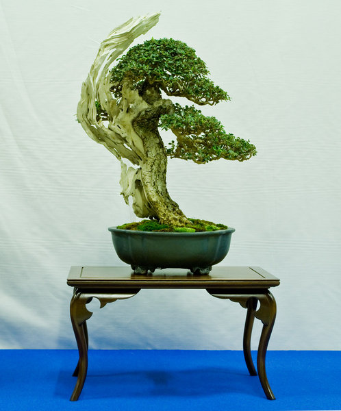 Olea sylvestris<br />Wilde Olive<br />Mauro Stemberger (IT)<br />Schale: John Pitt