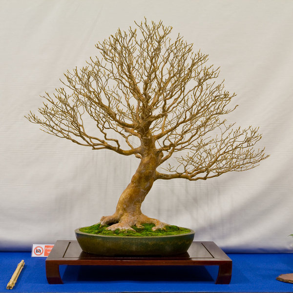 Stewartia monadelpha<br />Scheinkamelie<br />Guaria Cañón (ES)<br />Schale: Tokoname