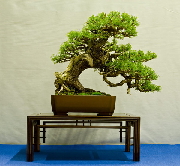 Pinus mugo<br />Bergkiefer<br />Nicola Crivelli (CH)
