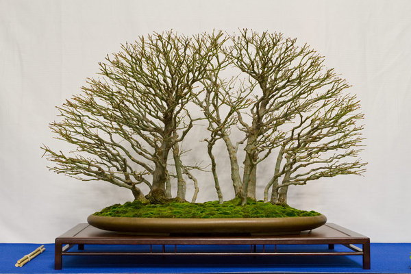 Acer buergerianum<br />Dreispitz-Ahorn<br />Mario Pavone (IT)<br />Schale: Tokoname