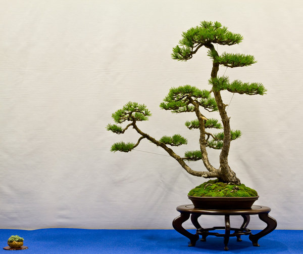 Pinus mugo<br />Bergkiefer<br />Mario Pedrazzetti (CH)<br />Schale: Piero Comta