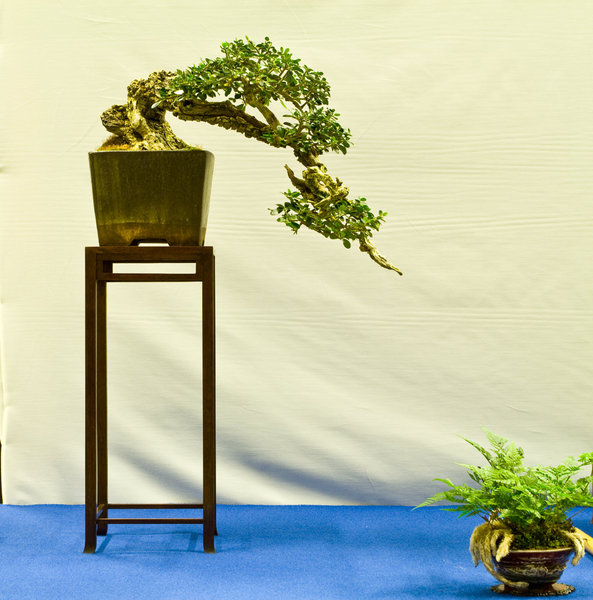 Olea europea<br />Olivenbaum<br />Tony Tickle (GB)<br />Schale: Milan Klika