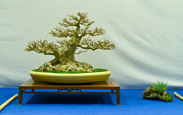 Acer buergerianum<br />Dreispitz-Ahorn<br />John Pitt (UK)<br />Schale: John Pitt