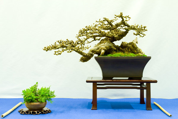 Larix decidua<br />Europäische Lärche<br />Peter Tombs (UK)<br />Schale: John Pitt