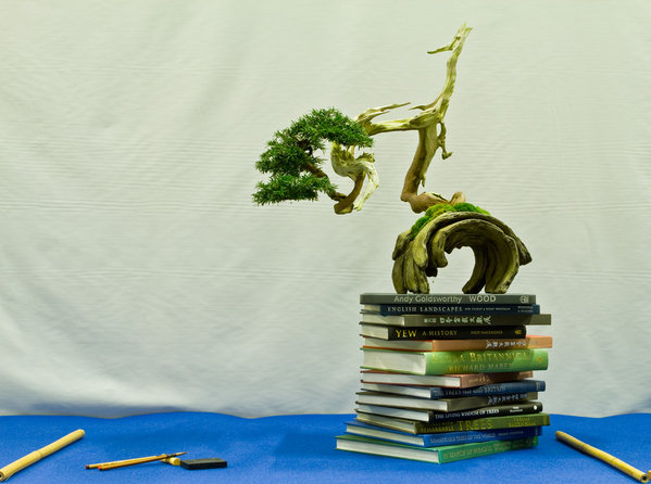 Taxus baccata<br />Europäische Eibe<br />Tony Tickle (GB)<br />Schale: Erik Krizovensky