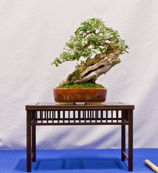 Ligustrum japonicum<br />Japanischer Liguster<br />Bruno Wijmann