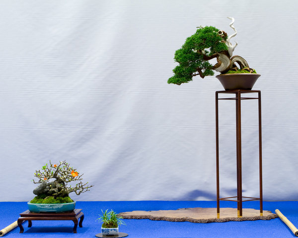 Juniperus chinensis 'itoigawa'<br />Chinesischer Wacholder<br />John Armitage (UK)<br />Schale: Juko<br />NOMINIERUNG
