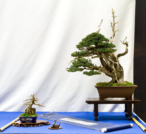 Taxus baccata<br />Europäische Eibe<br />Alvarez Iglesias Andres<br />Schale: China antik